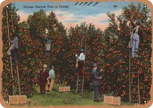 METAL SIGN - Florida Postcard - Orange harvest time in Florida - Picture 1 of 2