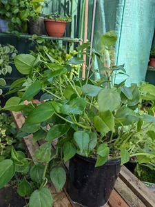 Peperomia Scandens in a pot - great for indoor or outdoor in shade - Picture 1 of 1