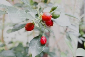 Kingkit Citrus Bonsai Seedss 50+ (Triphasia trifolia) - Picture 1 of 6
