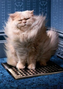 Funny Animal ENCOURAGEMENT & SUPPORT Card, Cat Venting Therapy Joke by Avanti +✉ - Picture 1 of 5