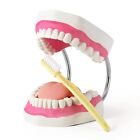 Grandes dents anatomiques modèle 6 fois hygiène dentaire brosse à dents à langue détachable