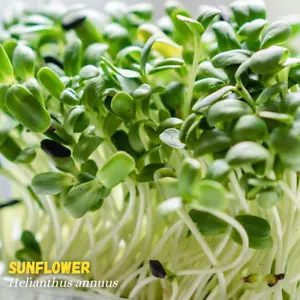 500g SAMEN Sonnenblumen Helianthus annuus Keimsprossen Keimsaat Microgreens - Imagen 1 de 2