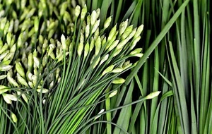 Garlic Chive Seeds, Herb, Allium Tuberosum, Heirloom, NON-GMO, , FREE SHIPPING - Picture 1 of 3