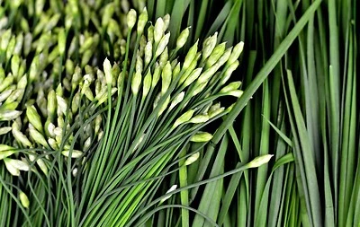Garlic Chive Seeds, Herb, Allium Tuberosum, Heirloom, NON-GMO, , FREE SHIPPING - Image 1 of 3