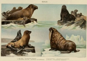 SEALS Pinnipeds 1902 True Stone Chromolithographie Naturgeschichte Meeresbiologie - Bild 1 von 3