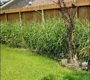 10 Lemongrass stalks READY TO PLANT, Mosquito Repellent, CITRONELLA - Picture 1 of 12