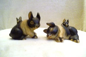 Schweine British Saddleback 2 Mütter mit ihrem Baby - sehr süß - Bild 1 von 6