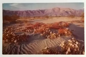 Desert Flowers Spring Bloom Mountains California CA Mike Roberts Postcard c1950s - Picture 1 of 2