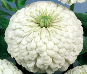ZINNIA POLAR BEAR Zinnia Elegans - 1,000 Bulk Seeds - Picture 1 of 1
