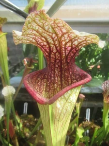 Sarracenia x “Peppermint Sparkles” JSH91 carnivorous plant - Picture 1 of 2