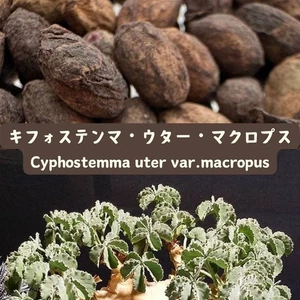 Cyphostemma uter var. macropus seeds50/100/200/500pcs - Picture 1 of 1