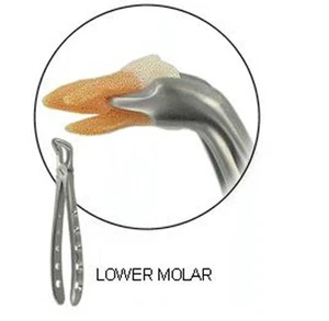 Dental Tooth Extracting Forceps LOWER MOLAR  with Serrated Jaws - Picture 1 of 1