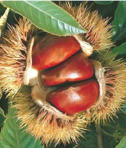 Castagno europeo 2L - Una ricca fonte di vitamine, minerali e acidi grassi - Foto 1 di 8