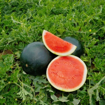 25+ BLACK DIAMOND WATERMELON FRESH FOR GARDENS NON - GMO - Image 1 of 4