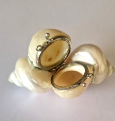 Rare Antique Snail Shell Purse with white metal clasp. - Image 1 of 3