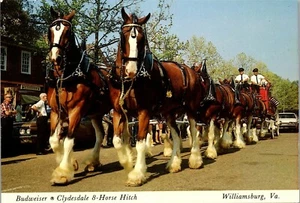 Vintage Postcard Budweiser Beer Clydesdale 8 Horse Hitch Williamsburg VA  - Picture 1 of 3