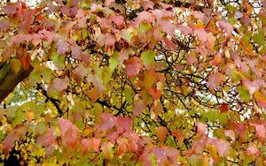Acer Ginnala, Amur Maple 25 seeds. Vivid scarlet in the fall. - Picture 1 of 4