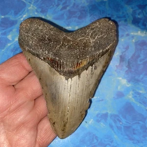 MEGALODONTE DENTE DI SQUALO 4,38” DENTI ENORMI MEG SUBACQUEO DIRETTO FOSSILE NC 5345 - Foto 1 di 8