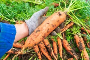 1000 Samen Riesen Möhre Herbst King Caltona Flakkeer Typ Riesen Gemüse Karotten - Bild 1 von 1