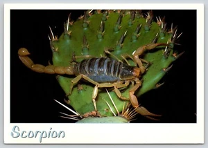 Postal Escorpión Peludo Gigante del Desierto Hadrurus arizonensis - Imagen 1 de 2
