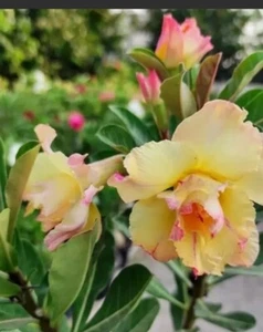 1 Double Yellow and pink shades Desert Rose Adenium Flower Starting Plant In 2.5 - Picture 1 of 5
