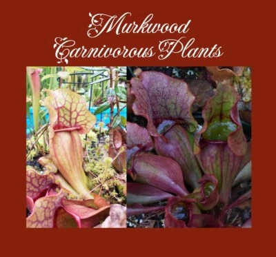 Sarracenia COLD HARDY Purpurea ssp Purpurea JA2 x JA1 Carnivorous Plant 25 SEEDS - Image 1 of 2