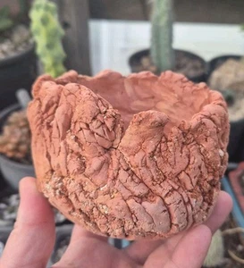 Raw Stone Style. Handmade Plant Pot. Cactus Succulent Natural Staging. AU made. - Picture 1 of 3