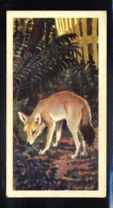 Brooke Bond Asian Wild Life (1962) Indian Fox No. 26