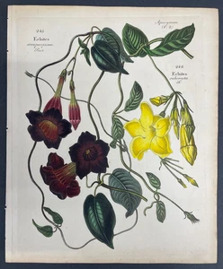 Free Shipping! Antique Botanical, Dietrich, Hand Color, 1840, Germany,V,2 - Picture 1 of 1