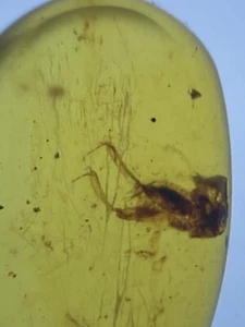 Perfect Praying Mantis Hunting Arms, Genuine Fossil Burmite Amber, Dates 98MYO - Picture 1 of 5