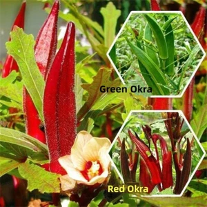 1 Pack Red Green Okra Seeds Field Four Seasons Potted Courtyard Vegetable Seeds - Picture 1 of 13