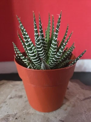 Haworthiopsis fasciata - Planta de cactus cebra.  Olla de 3"  Foto 1 de 4