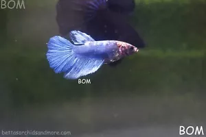 LIVE BETTA FEMALE HALF MOON ROSE TAIL I BLUE BUTTERFLY | BOM-A161 - Picture 1 of 17