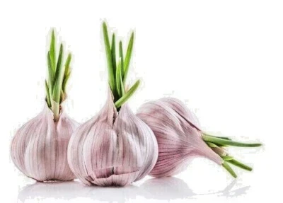 Knoblauch Samen Germidour Gilt auch als „König des Knoblauchs 30 Samen - Bild 1 von 2