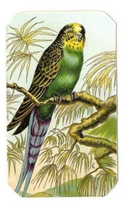 La perruche  Oiseau -- Chromo - Trade card - Picture 1 of 2
