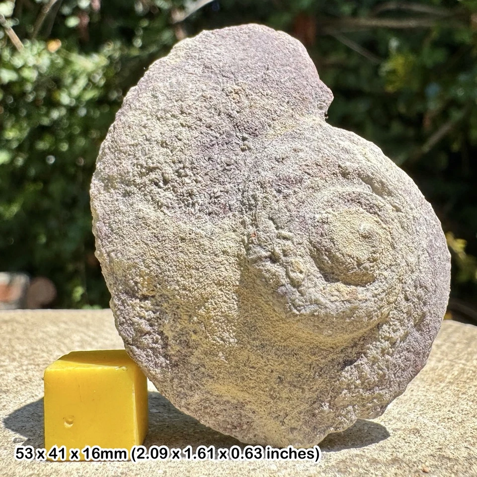 Fossil Gastropod Architectonica, Carboniferous Limestone, Carboniferous - - Image 1 of 1