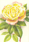 Roses The Bride Antique Print 1903