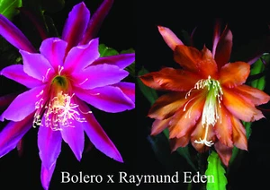 Epicactussamen 20. Bolero x Raymund Eden - Bild 1 von 4
