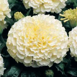 Moonlight Marigold Seeds | Large Double Flowers | Heirloom / Non-GMO | 1192 - Picture 1 of 1