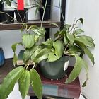 Rare Hoya Rigida ?Long Leaf? - 6? Hanging Pot - Exact Plant - ?B?