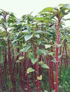 Dugi - Data Denga Amaranth Callaloo Bangladeshi Indian Vegetable Seeds - 1 GRAM - Picture 1 of 4