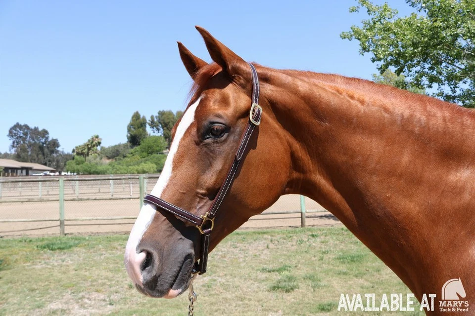 Halter de aseo de cuero Walsh Foto 1 de 1