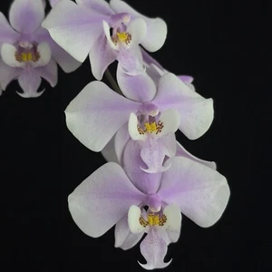 Near Bloom Size Phalaenopsis schilleriana, fragrant mottled leaf orchid species - Picture 1 of 4