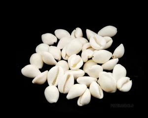 Lot 50 Beads Cowrie Whole Cauri Full White Size = 15/20 MM #7747 - Picture 1 of 1