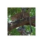 Stampa su Tela su Carta Poster o Quadro Bennion Scott Leopard in a Tree
