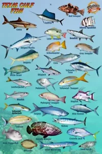 Texas Gulf Fish Identification Card Waterproof 4" x 6" - Picture 1 of 2