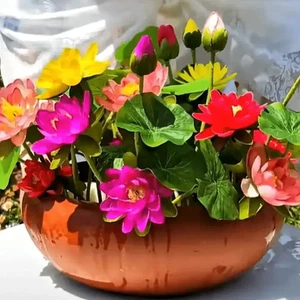 5 Mini Lotus Samen Farben gemischt. Fertig zum keimen Vorbereitet - Bild 1 von 4