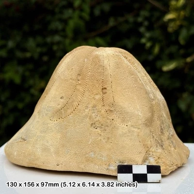 RARO 6" Clypeaster altus Fósil Equinoide Mioceno España Grado A Pozo Canadá Foto 1 de 4