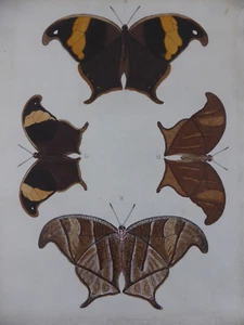 Pieter Cramer kolorierter Kupferstich Insekt Schmetterling Motiv 2 (188) - Picture 1 of 10