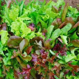 ITALIAN MIX BABY LEAF SALAD Seeds x 600 Pictorial packet NEXT DAY DISPATCH - Picture 1 of 6